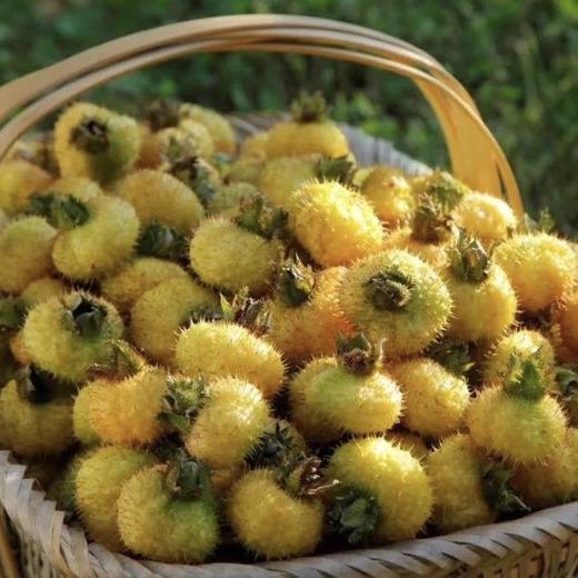 千优谷刺梨果饮｜刺梨SOD活性果饮料 刺梨原榨果汁/葛根提取物/菊粉 30种营养元素 商品图1