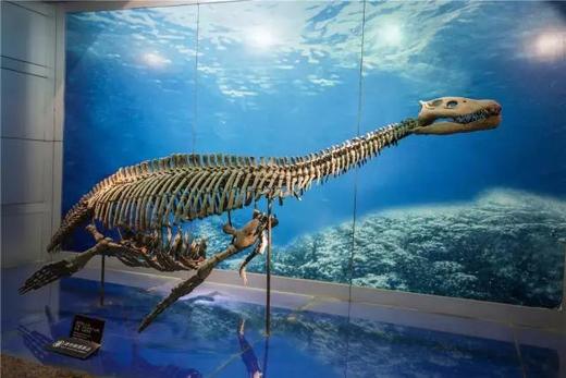 恐龙博物馆直通车|来自贡，看恐龙化石、吃当地美食~ 商品图2