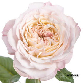 单头玫瑰 | 凯拉【有色差 介者慎拍】