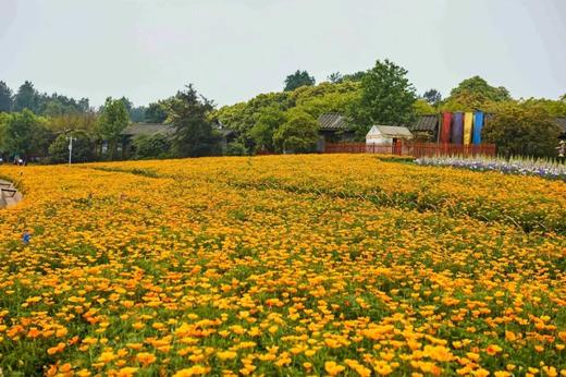 【拼包车出行 | 自由安排  】石象湖直通车|花海、骑马、游乐园，全套娱乐设备应有尽有 商品图4