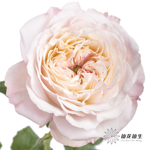 百利信单头玫瑰 | 凯拉 商品图1