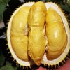 泰国甲仑榴梿一级大果 （包5房）保留好快递单 /48-72小时发货 商品缩略图0
