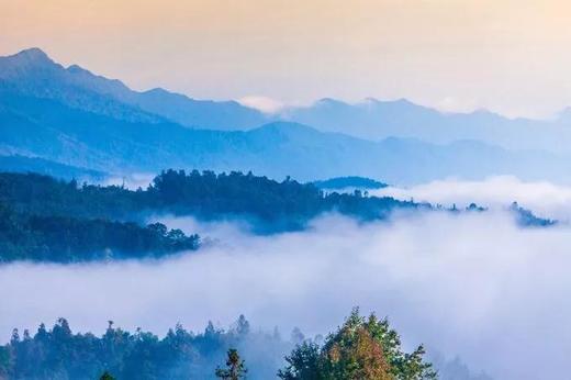 【拼包车出行 | 自由安排  】碧峰峡直通车|亲近大熊猫，呼吸纯自然氧吧 商品图3