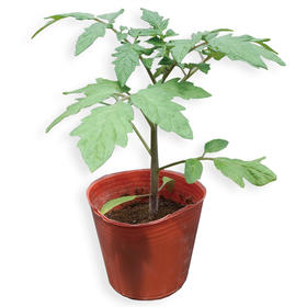 [专业种子] “好美”番茄专用砧木种子