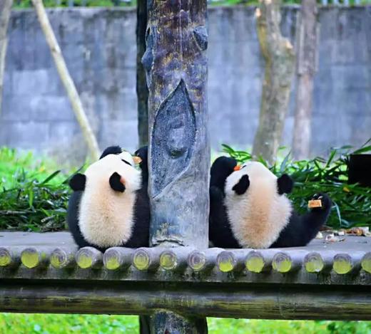 【拼包车出行 | 自由安排  】碧峰峡直通车|亲近大熊猫，呼吸纯自然氧吧 商品图1