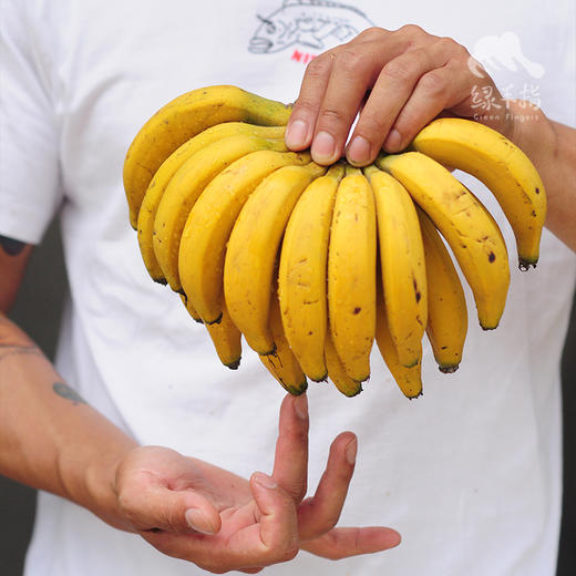 生态手指蕉 | 绿家自产 * Eco-finger banana | Self-production 商品图4