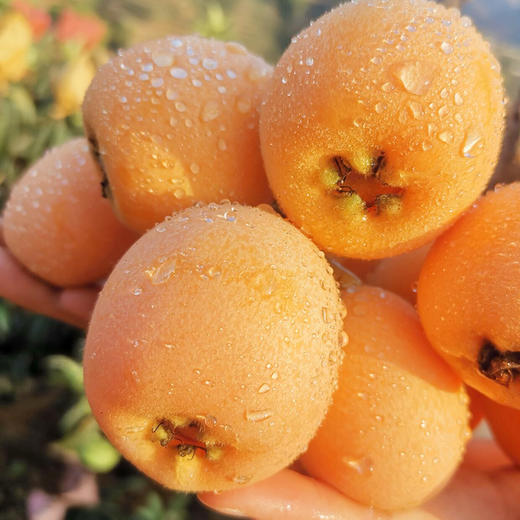 汉源枇杷四川汉源唐家镇五星枇杷精选中大果5斤45颗