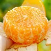 诸小沃-无核柑 商品缩略图1