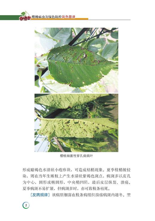 樱桃病虫害绿色防控彩色图谱 商品图3