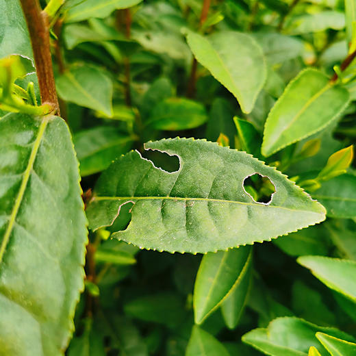 小众有机好茶 来自世外桃源般纯净的栀子花岛 有机 通过SGS欧盟500余项检测 |百里食 商品图3