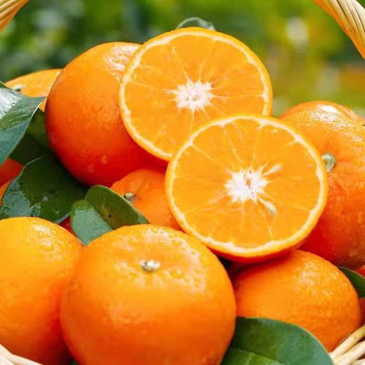 诸小沃-无核柑 商品图2