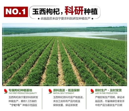 宁夏农科院出口欧盟枸杞（领秀店） 商品图4
