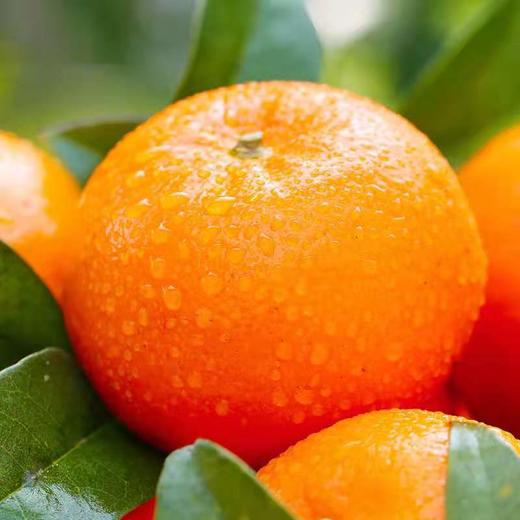 诸小沃-无核柑 商品图3