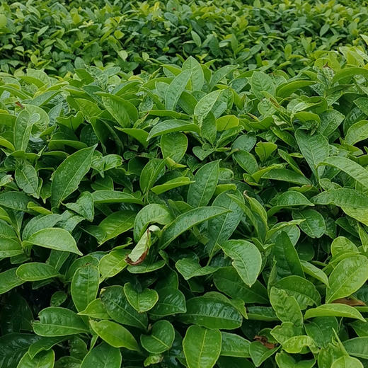 明前头采【有机绿茶】200克/罐，2件立减20元，连续17年获得有机认证 商品图13