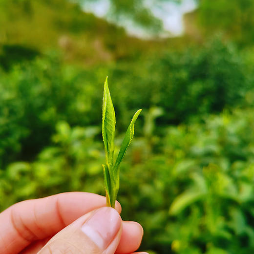 小众有机好茶 来自世外桃源般纯净的栀子花岛 有机 通过SGS欧盟500余项检测 |百里食 商品图5