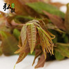 【弘毅六不用生态农场】六不用 顺季节 露地种植 香椿芽 250克/份 商品缩略图3