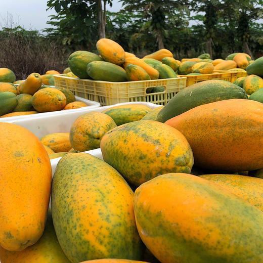 雷州一级树上熟冰糖木瓜 红心木瓜 甜蜜软糯 现摘现发 商品图4