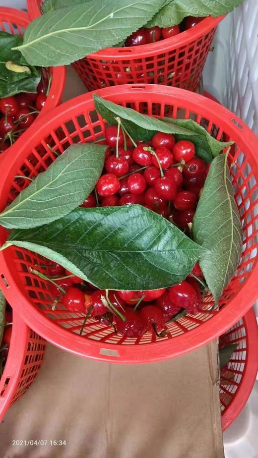 【预售】本地樱桃正当时 仅限自提哟或者滴滴 商品图2