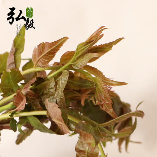 【弘毅六不用生态农场】六不用 顺季节 露地种植 香椿芽 250克/份 商品图4