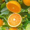【春天里的VC】湖北秭归伦晚脐橙 15度甜精品伦晚脐橙 当季鲜橙 新鲜到家 商品缩略图3