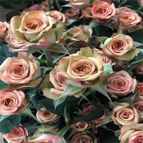 多头玫瑰·卡布奇诺