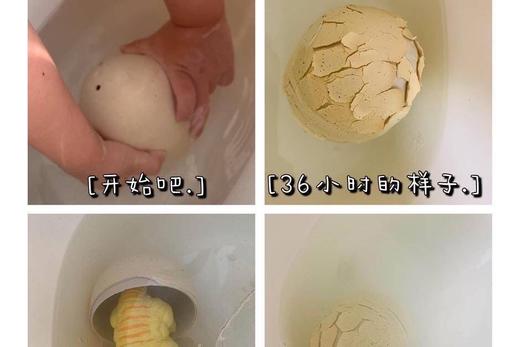 【下单10天左右发货】破壳吧恐龙蛋🦕 可孵化可长大的恐龙宝宝盲盒 商品图1