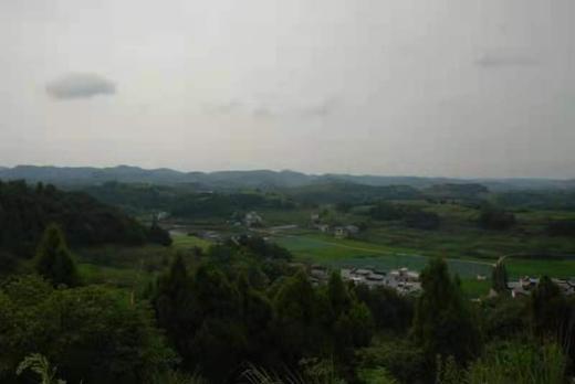 【预售】本地樱桃正当时 仅限自提哟或者滴滴 商品图3