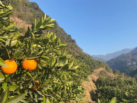 野乡风物畅销九年 |  奉节脐橙元旦开园 |  勤勤恳恳种植的农家鲜果 商品图1