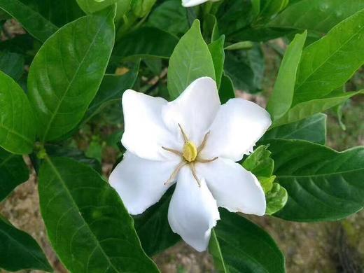 栀子花细胞液 栀子花原液 精华水 天然护肤保湿水 天然无污染的栀子花岛有机栀子花萃取 无任何不良添加 |百里居 商品图6