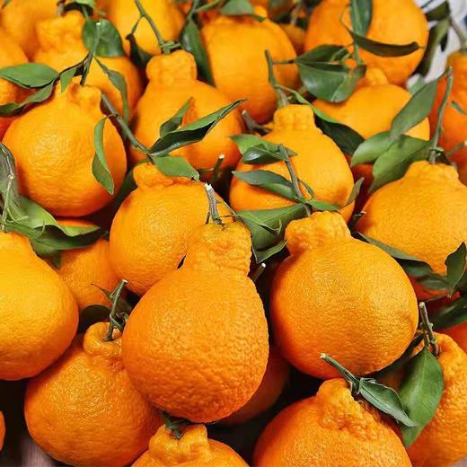 四川丹棱丑橘不知火 商品图3