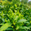 小众有机好茶 来自世外桃源般纯净的栀子花岛 有机 通过SGS欧盟500余项检测 |百里食 商品缩略图4
