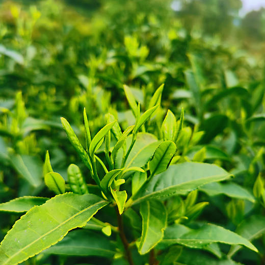小众有机好茶 来自世外桃源般纯净的栀子花岛 有机 通过SGS欧盟500余项检测 |百里食 商品图4