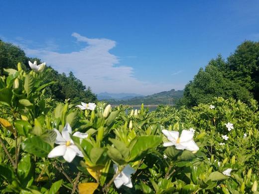 栀子花细胞液 栀子花原液 精华水 天然护肤保湿水 天然无污染的栀子花岛有机栀子花萃取 无任何不良添加 |百里居 商品图3