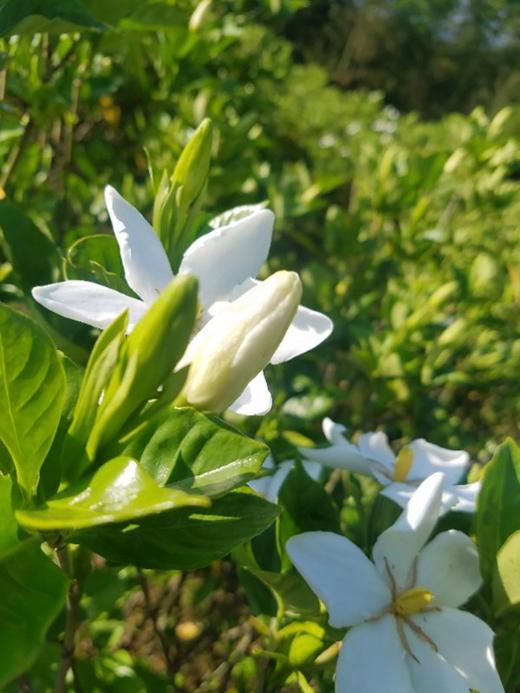 栀子花细胞液 栀子花原液 精华水 天然护肤保湿水 天然无污染的栀子花岛有机栀子花萃取 无任何不良添加 |百里居 商品图9