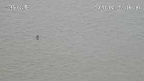 智能监测系统拍摄的江豚视频