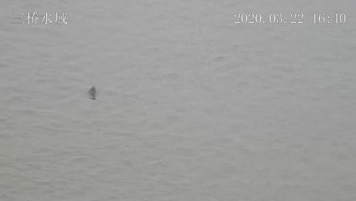 智能监测系统拍摄的江豚视频 商品图0