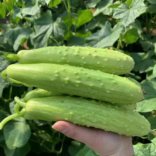 海阳【白玉黄瓜】清脆爽口 鲜嫩多汁 新鲜采摘 清香宜人 老少皆宜！【顺丰发货】 商品图0