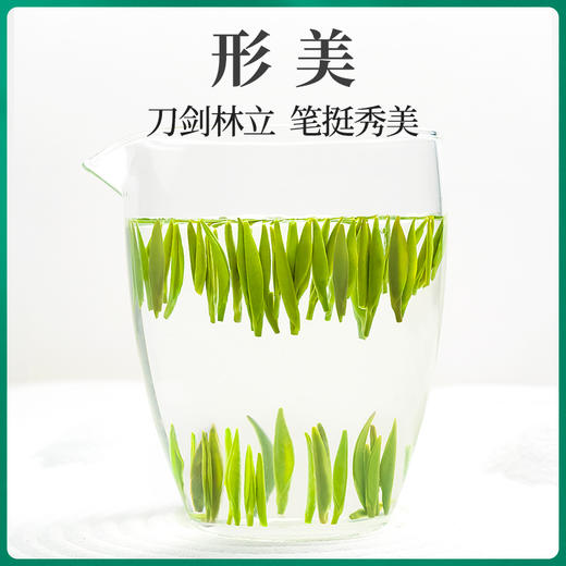 【臻尖-雀舌至尚】新茶雀舌明前独芽四川绿茶100g罐装 商品图2