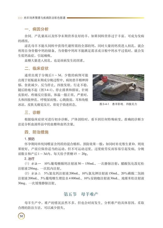 肉羊饲养管理与疾病防治彩色图谱 商品图4