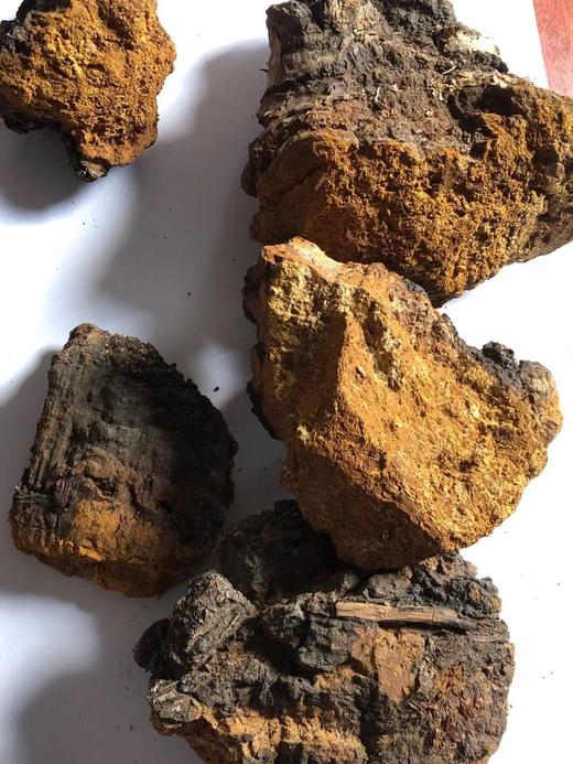 桦树茸   整个 大块 白桦茸 可切 商品图1