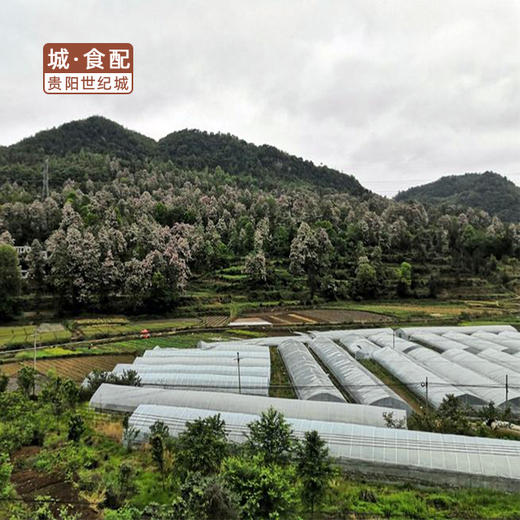 【GY】花溪有机草莓 约3斤装 商品图4