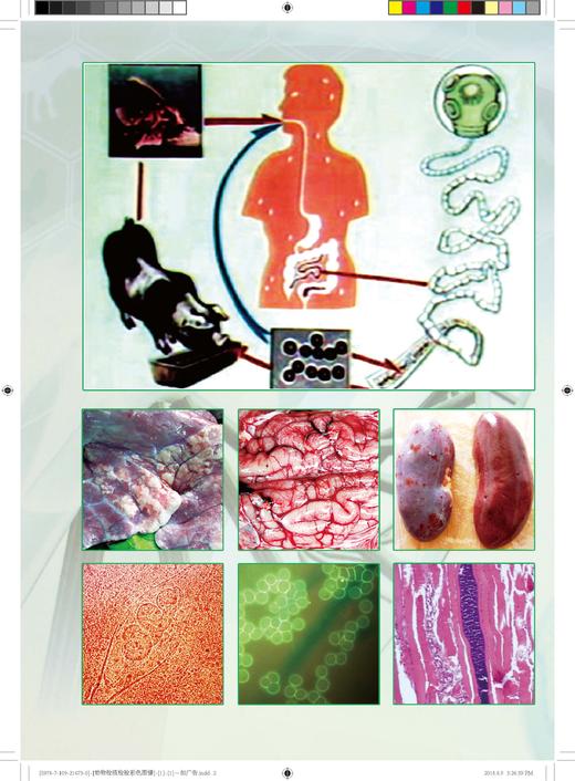 动物检疫检验彩色图谱（第二版） 商品图2