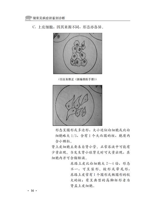 猪常见病症状鉴别诊断 商品图3