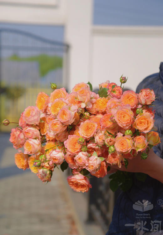 a级多头玫瑰浪漫爱人稀有品质