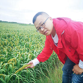 这个赤峰敖汉的毛毛谷有机小米，比普通小米还便宜 