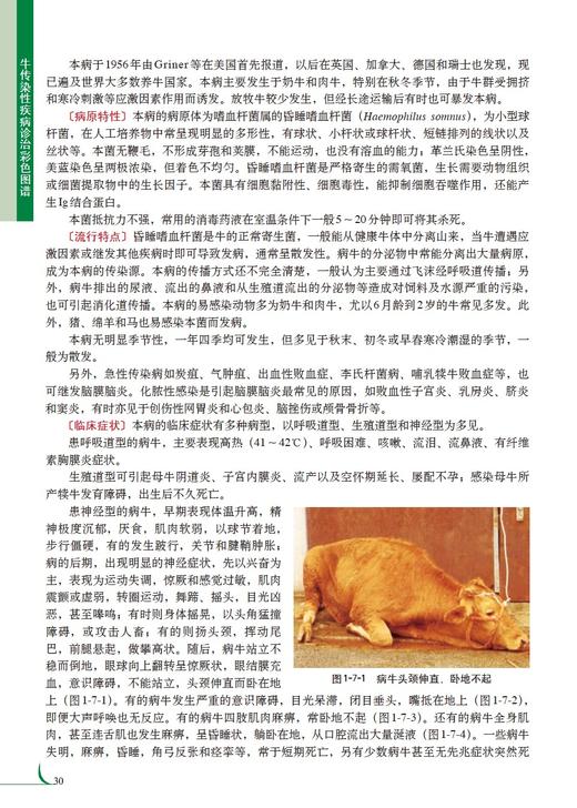 牛传染性疾病诊治彩色图谱 商品图5