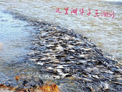 五一4日【达达线】华子鱼洄游奇观の山戎部落贡格尔草原-玉龙沙湖-石林-达里湖-大青山 商品图8