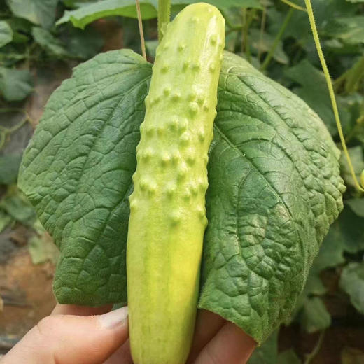 海阳【白玉黄瓜】清脆爽口 鲜嫩多汁 新鲜采摘 清香宜人 老少皆宜！【顺丰发货】 商品图2