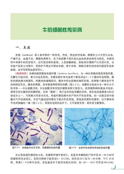 牛传染性疾病诊治彩色图谱 商品图2