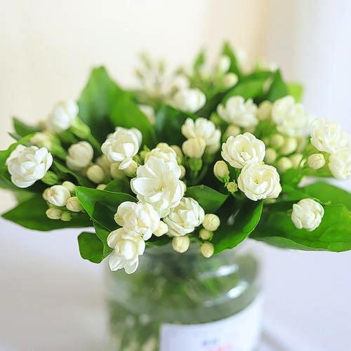 茉莉花a级一扎若干支花香浓享受会员价